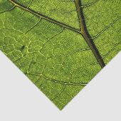 Green Butterbur Leaf Seidenpapier (Ausschnitt)