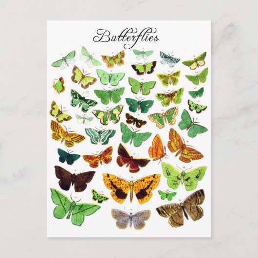 Green Butterfly Collection Postkarte (Vorderseite)