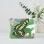 Green Butterfly Postcard Postkarte (Stehend Vorderseite)