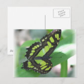 Green Butterfly Postcard Postkarte (Vorne/Hinten)