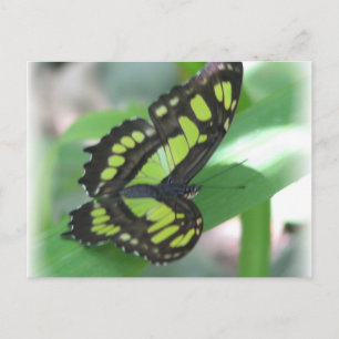 Green Butterfly Postcard Postkarte