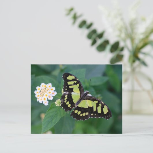 Green Butterfly Postkarte (Stehend Vorderseite)