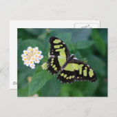 Green Butterfly Postkarte (Vorne/Hinten)