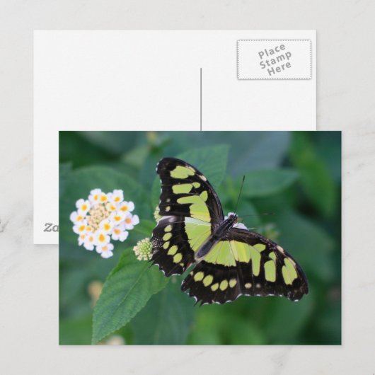 Green Butterfly Postkarte (Vorne/Hinten)