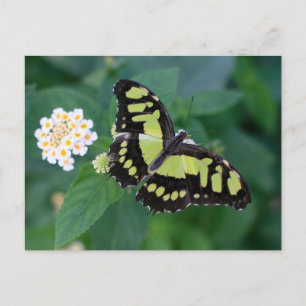 Green Butterfly Postkarte