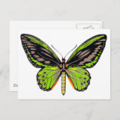 Green Butterfly Postkarte (Vorne/Hinten)