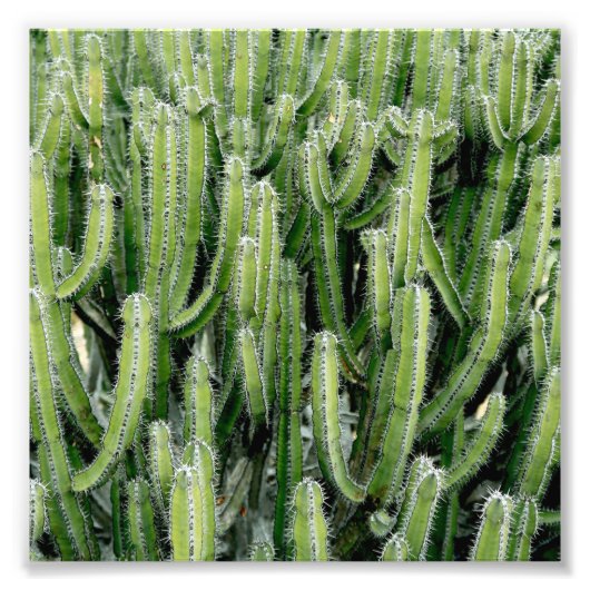 Green Cactus Cacti Pflanze Fotodruck (Vorne)