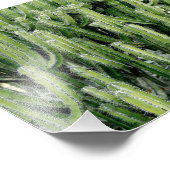 Green Cactus Cacti Pflanze Fotodruck (Ecke)