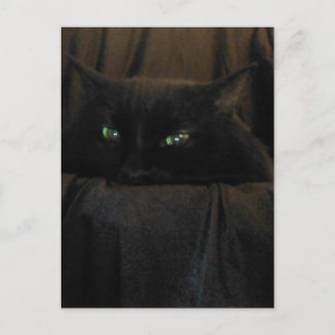 Green Cat Eyes Postcard Postkarte