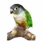 Green Cheek Conture Fotoskulptur Ornament<br><div class="desc">Eine grüne Wangenkontur macht aus einem niedlichen "jeden Anlaß"-Ornament für Ihren Baum oder als Sammlerstück</div>