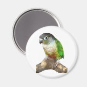 Green Cheek Conture Magnet (Vorderseite/Rückseite)