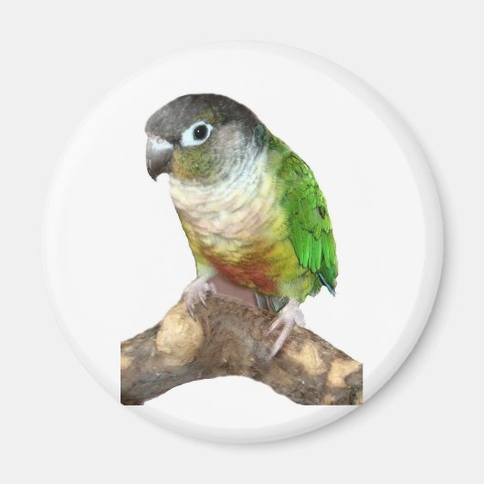 Green Cheek Conture Magnet (Vorne)