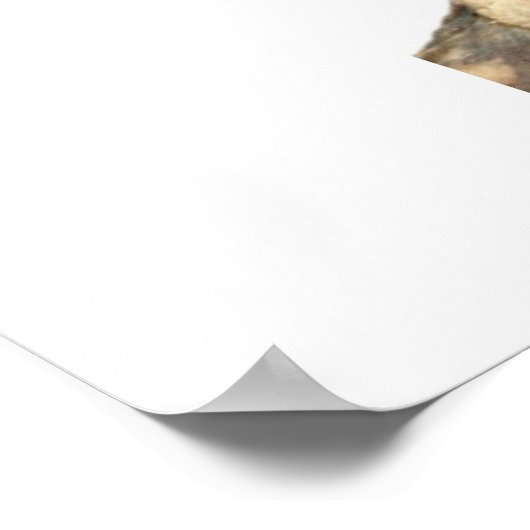 Green Cheek Conture Poster (Ecke)