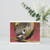 Green Cheek Conture Postkarte (Stehend Vorderseite)