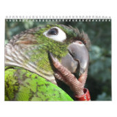 Green Cheek Conure Parrot 2021 Kalender (Titelbild)