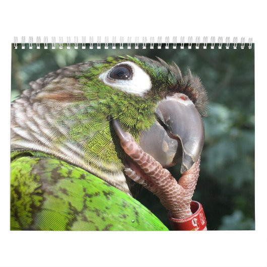 Green Cheek Conure Parrot 2021 Kalender (Titelbild)