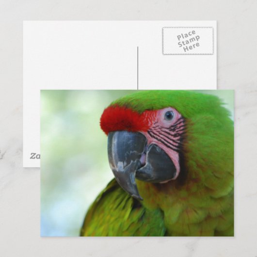 Green Cheek Conure Postcard Postkarte (Vorne/Hinten)