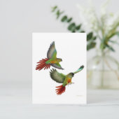 Green Cheek Conures Postcard Postkarte (Stehend Vorderseite)
