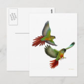 Green Cheek Conures Postcard Postkarte (Vorne/Hinten)