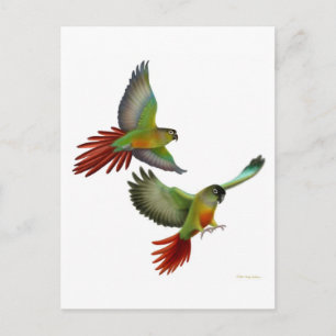 Green Cheek Conures Postcard Postkarte