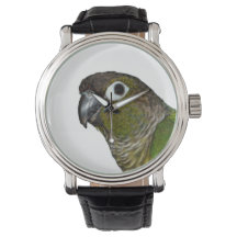 Green Cheeked Conure