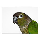 Green Cheeked Conure Fotodruck (Vorne)