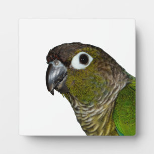 Green Cheeked Conure Fotoplatte