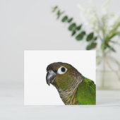 Green Cheeked Conure Postkarte (Stehend Vorderseite)
