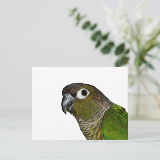 Green Cheeked Conure Postkarte (Stehend Vorderseite)