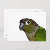 Green Cheeked Conure Postkarte (Vorne/Hinten)