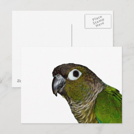 Green Cheeked Conure Postkarte (Vorne/Hinten)