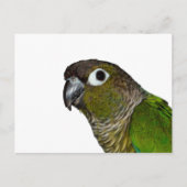 Green Cheeked Conure Postkarte (Vorderseite)