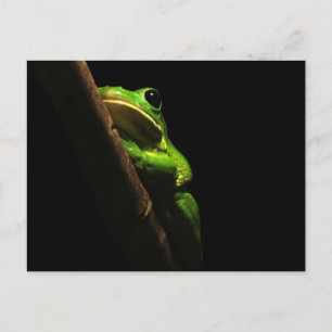 Green climbing Frog on black background Postkarte