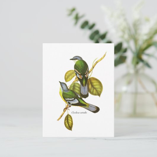 Green Cochoa Postkarte (Stehend Vorderseite)