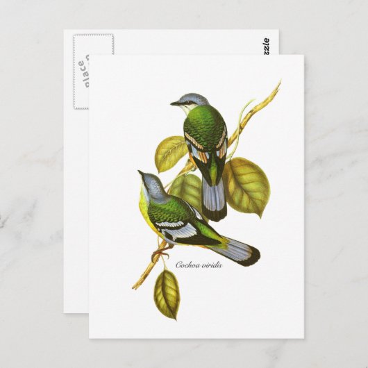 Green Cochoa Postkarte (Vorne/Hinten)