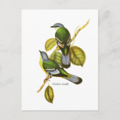 Green Cochoa Postkarte (Vorderseite)