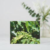 Green Coffee Berries Postcard Postkarte (Stehend Vorderseite)