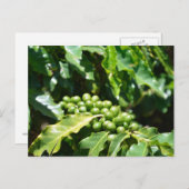 Green Coffee Berries Postcard Postkarte (Vorne/Hinten)