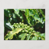 Green Coffee Berries Postcard Postkarte (Vorderseite)