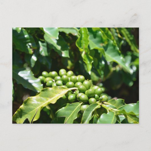 Green Coffee Berries Postcard Postkarte (Vorderseite)