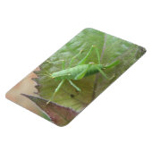 Green Cricket auf einem Leaf Premium Magnet (Linke Seite)