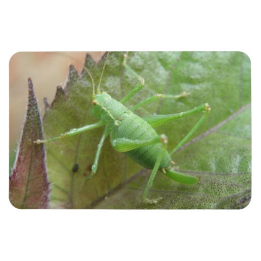 Green Cricket auf einem Leaf Premium Magnet (Horizontal)