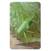 Green Cricket auf einem Leaf Premium Magnet (Vertikal)