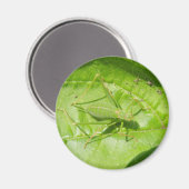 Green Cricket Camouflage Magnet (Vorderseite/Rückseite)