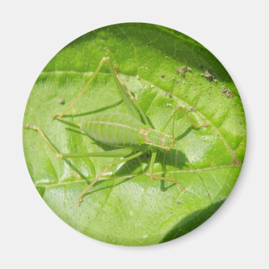 Green Cricket Camouflage Magnet (Vorne)