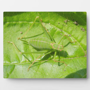 Green Cricket Camouflage Plaque Fotoplatte