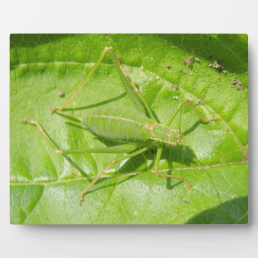 Green Cricket Camouflage Plaque Fotoplatte (Vorderseite)
