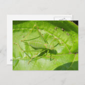 Green Cricket Camouflage Postkarte (Vorne/Hinten)