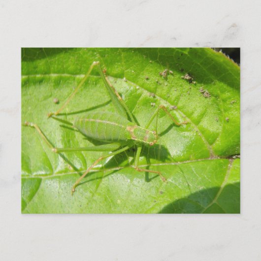 Green Cricket Camouflage Postkarte (Vorderseite)