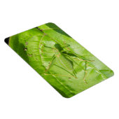 Green Cricket Camouflage Premium Magnet (Rechte Seite)